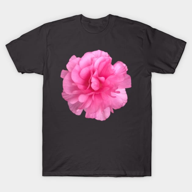 Pink Ranunculus Close-up Pic T-Shirt by InalterataArt